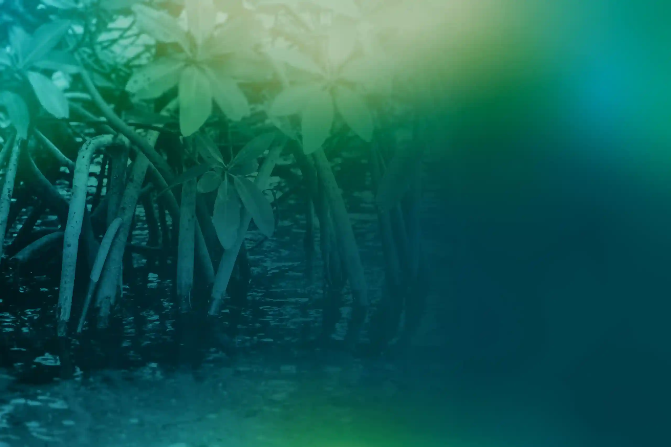 Développement commercial